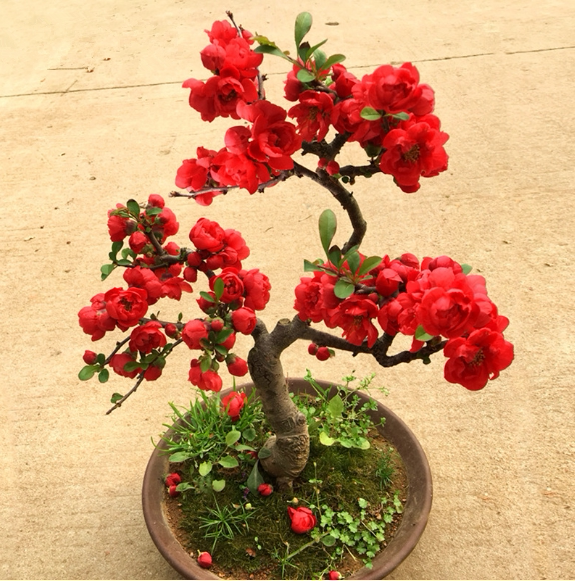 长寿冠海棠花重瓣红色海棠盆栽庭院阳台观花盆景耐寒冬季开花植物