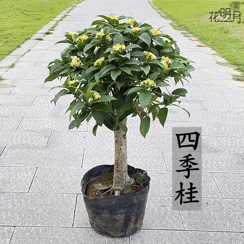 桂花树苗四季桂花苗老桩盆栽室内外阳台庭院地栽大树四季种植花卉