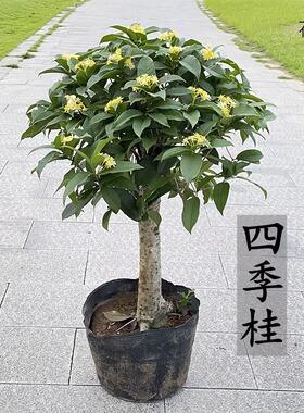 桂花树苗四季桂花苗老桩盆栽室内外阳台庭院地栽大树四季种植花卉