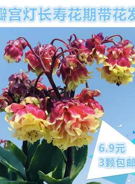 宫灯长寿花重瓣单瓣宫灯灯笼大花发货多年生四季开花不断阳台室内