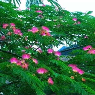 合欢树苗芙蓉树苗绒花树银叶金合欢花树苗树木庭院南北方种植盆栽