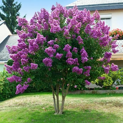 丛生紫薇树苗盆栽丛生紫薇花苗庭院绿化种植大型紫薇造型树风景树