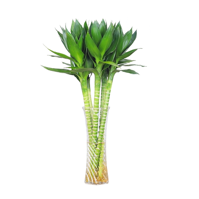 文昌竹带根观音竹富贵竹办公水养