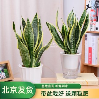 虎尾兰虎皮兰盆栽办公室内绿植花卉植物吸甲醛