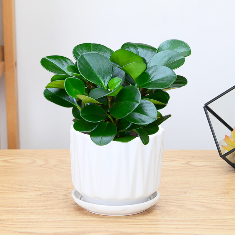 碧玉豆瓣绿盆栽绿植花卉净化空气植物桌面防辐射盆景