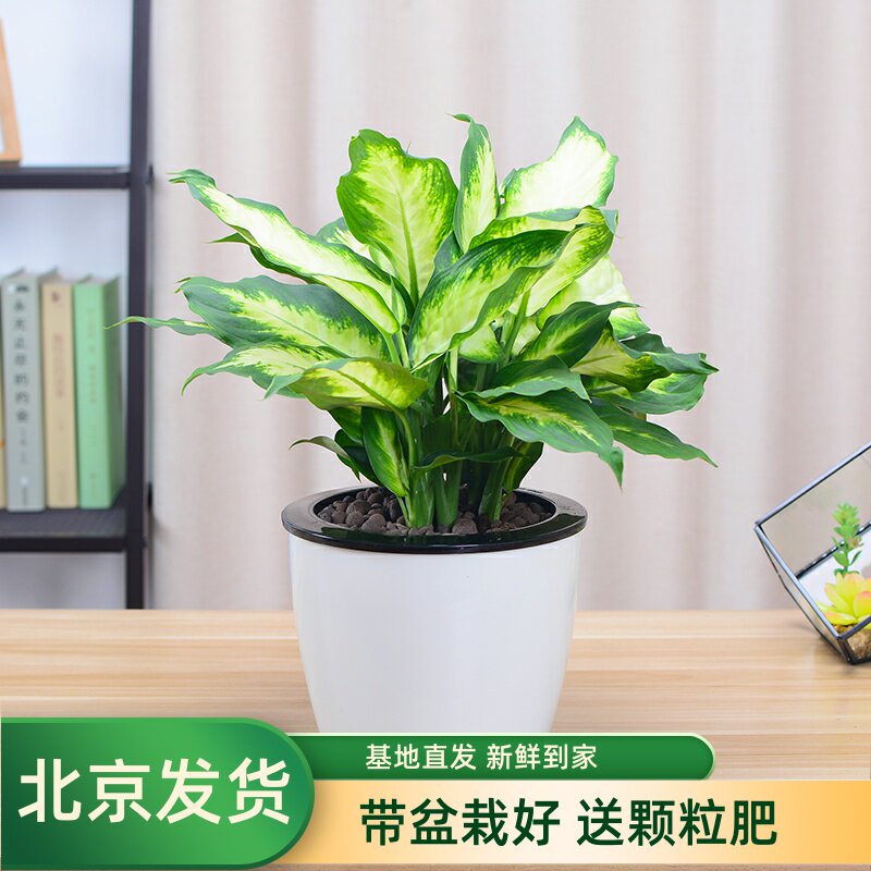 粉黛银皇后办公桌面包邮花卉植物