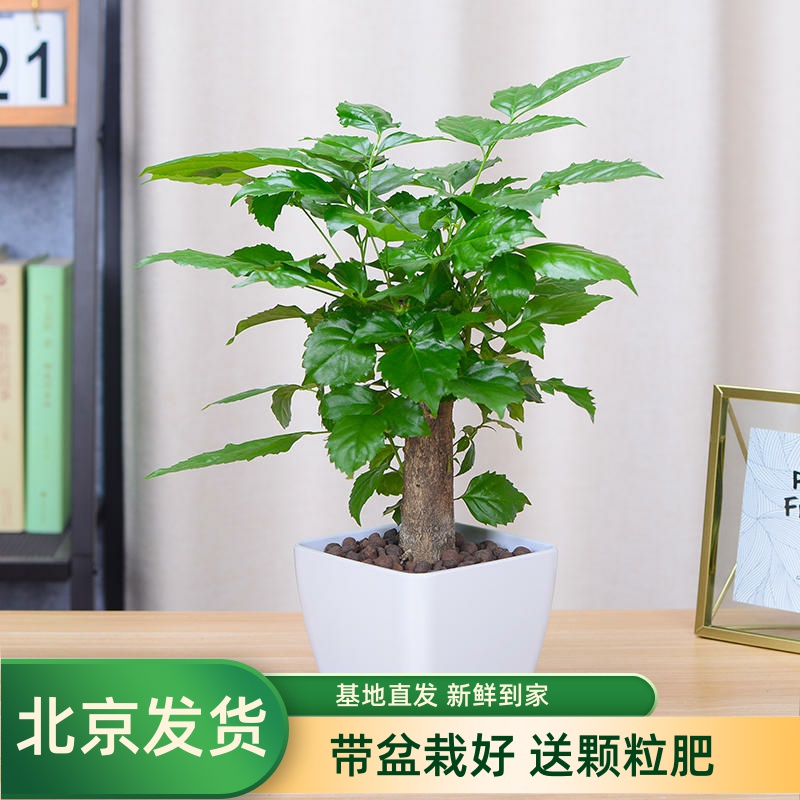 独杆绿宝幸福树桌面盆栽水培花卉