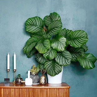 青苹果竹芋翠叶孔雀竹芋盆栽绿植办公室内桌面花卉净化空气观叶