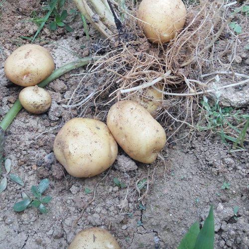 高山小土豆现挖本地土豆