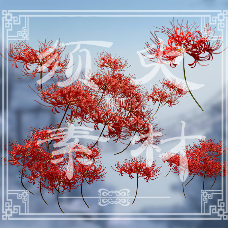 24个万用古风彼岸花/COS后期合成/高清PNG免扣/免抠素材