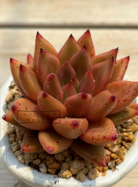 花花世界阳台窗台易美观多肉红色