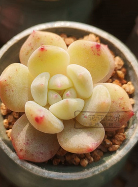 花花世界多肉 橙梦露单头橙色多肉 阳台窗台绿植盆栽拼盘