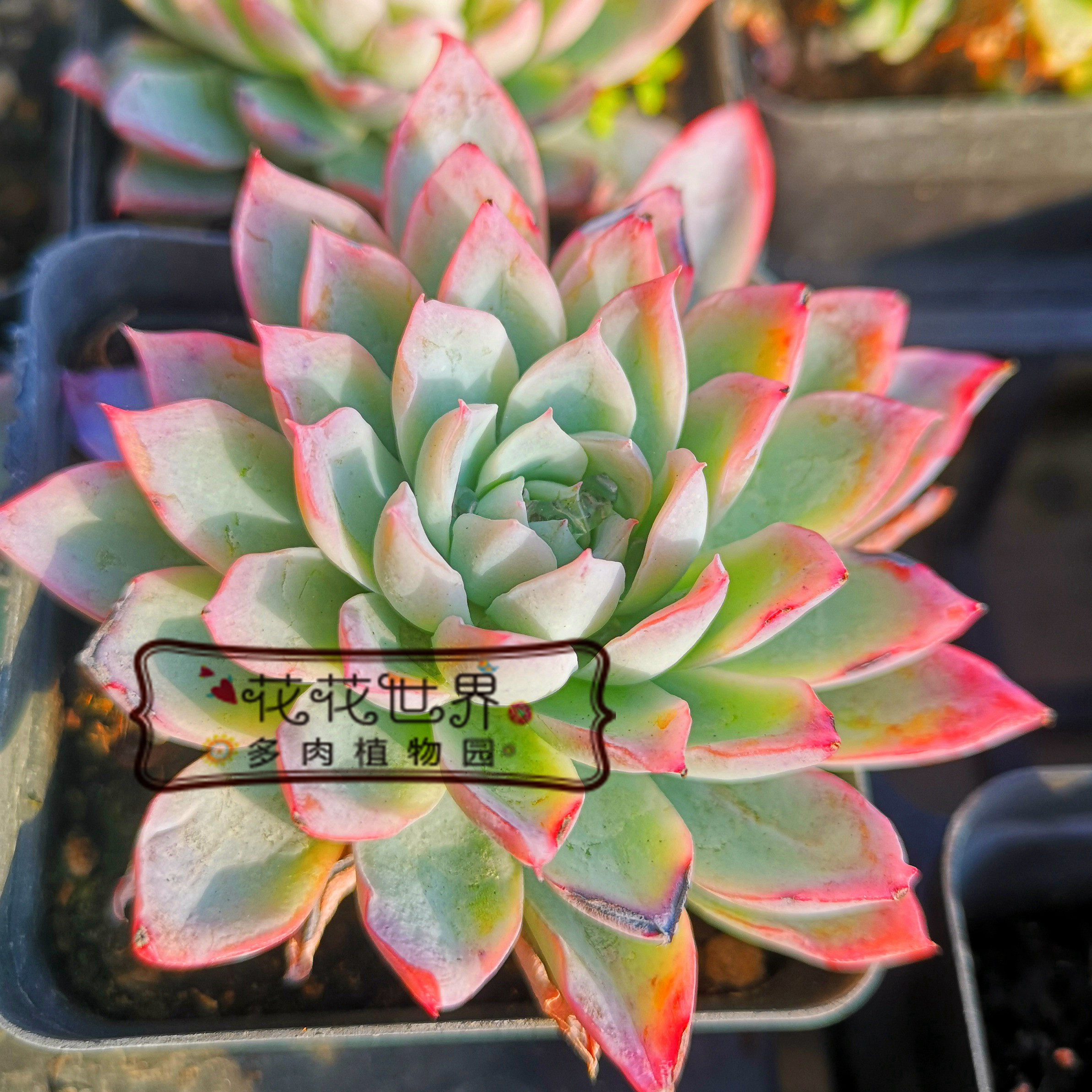 花花世界多肉 紫罗兰女王 月影系多肉 新手多肉植物 组合盆栽