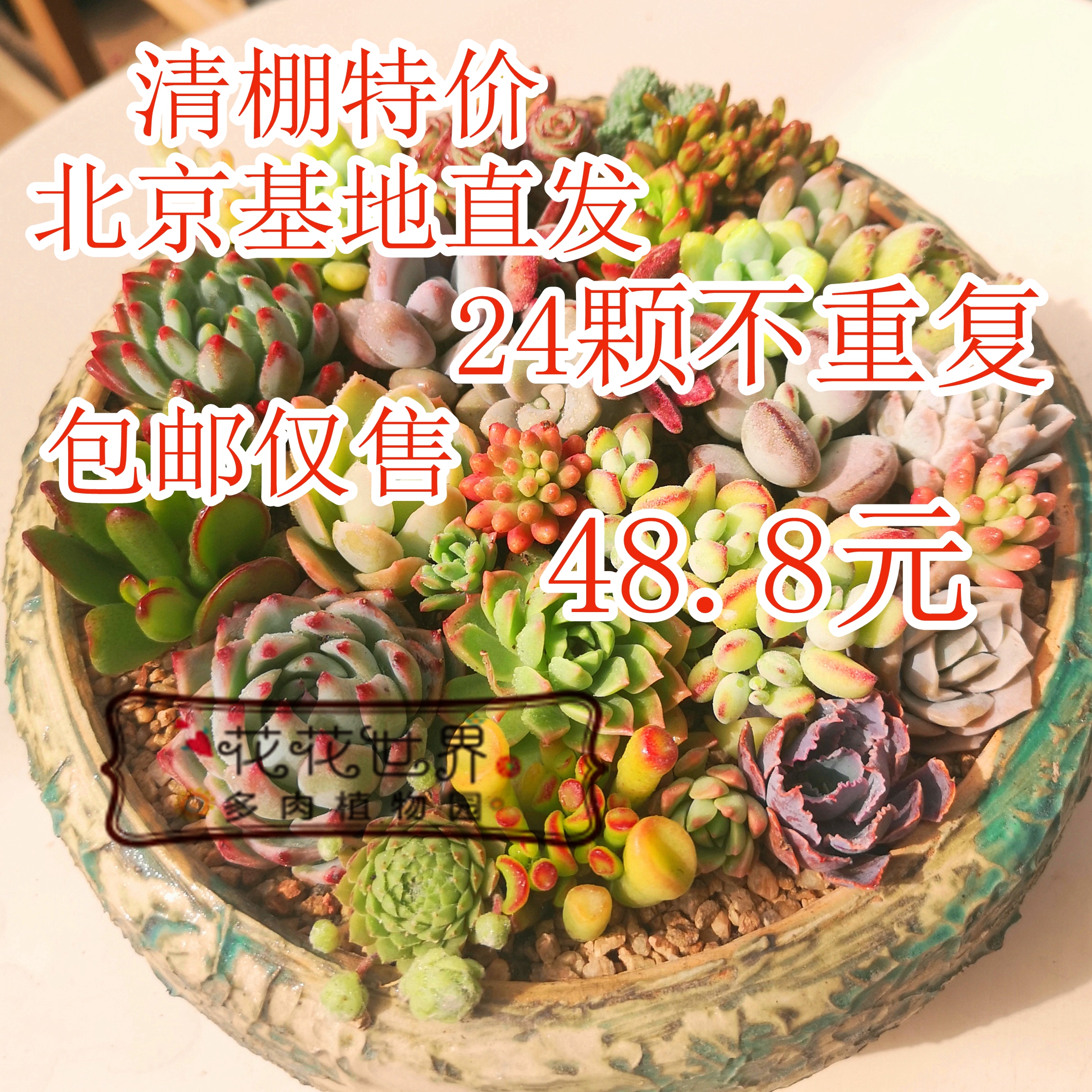 花花世界大棚清仓24颗包邮组合