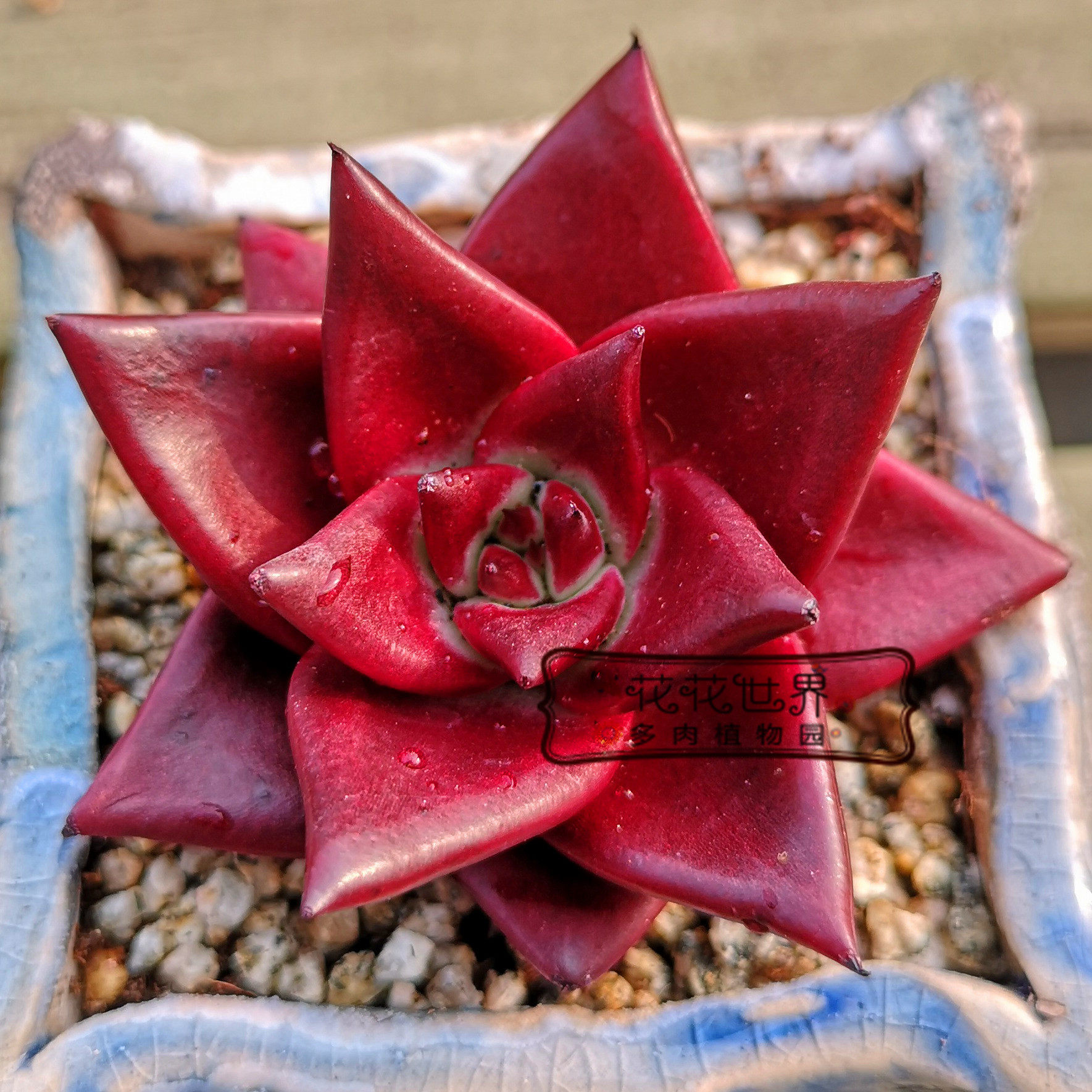罗宾血罗乌木冬云系红色多肉 桌面阳台窗台盆栽花花世界多肉