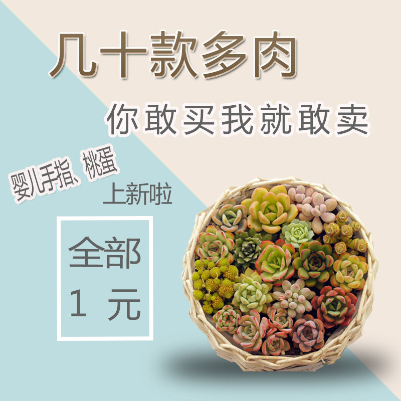 花花世界多肉植物桃蛋冰梅姬莲丝绸面纱冰玉白月影一元区|ruв категории доставка цветов/цветок моделирования/растения садоводства, цветок/растения в горшках (новый), Суккуленты - от Buy2taobao.com для оказания профессиональной услуги покупки агента Taobao