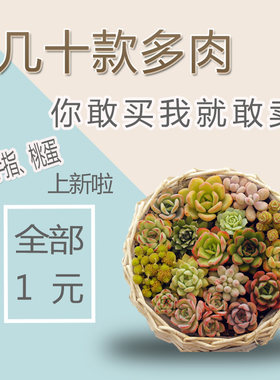 艾伦姬莲吉娃娃钱串冰玉多肉植物