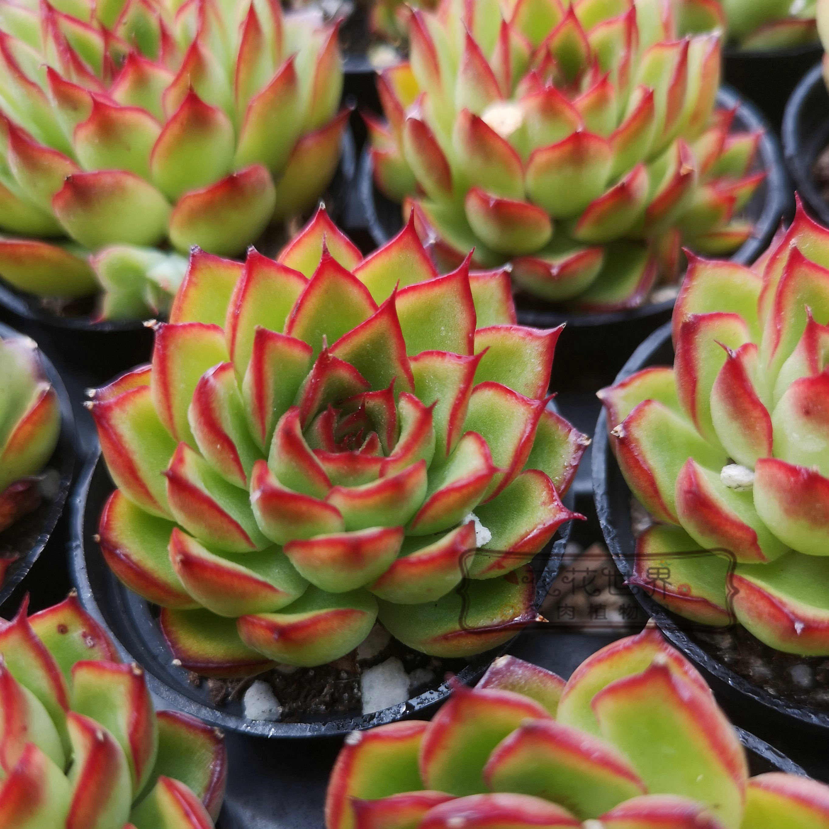 花花世界多肉 萤火阿尔莱茵花月夜韩国进口杂交精品 花卉绿植盆栽