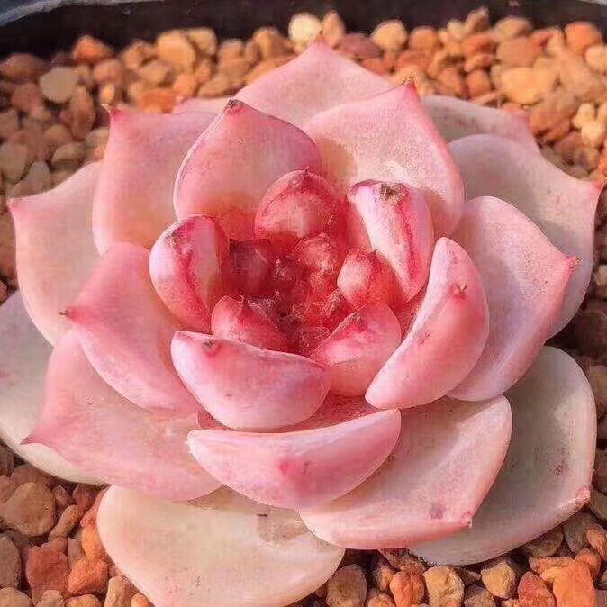 花花世界多肉 天鹅绒海琳娜杂交糖心月影系精品小贵货大棚实拍