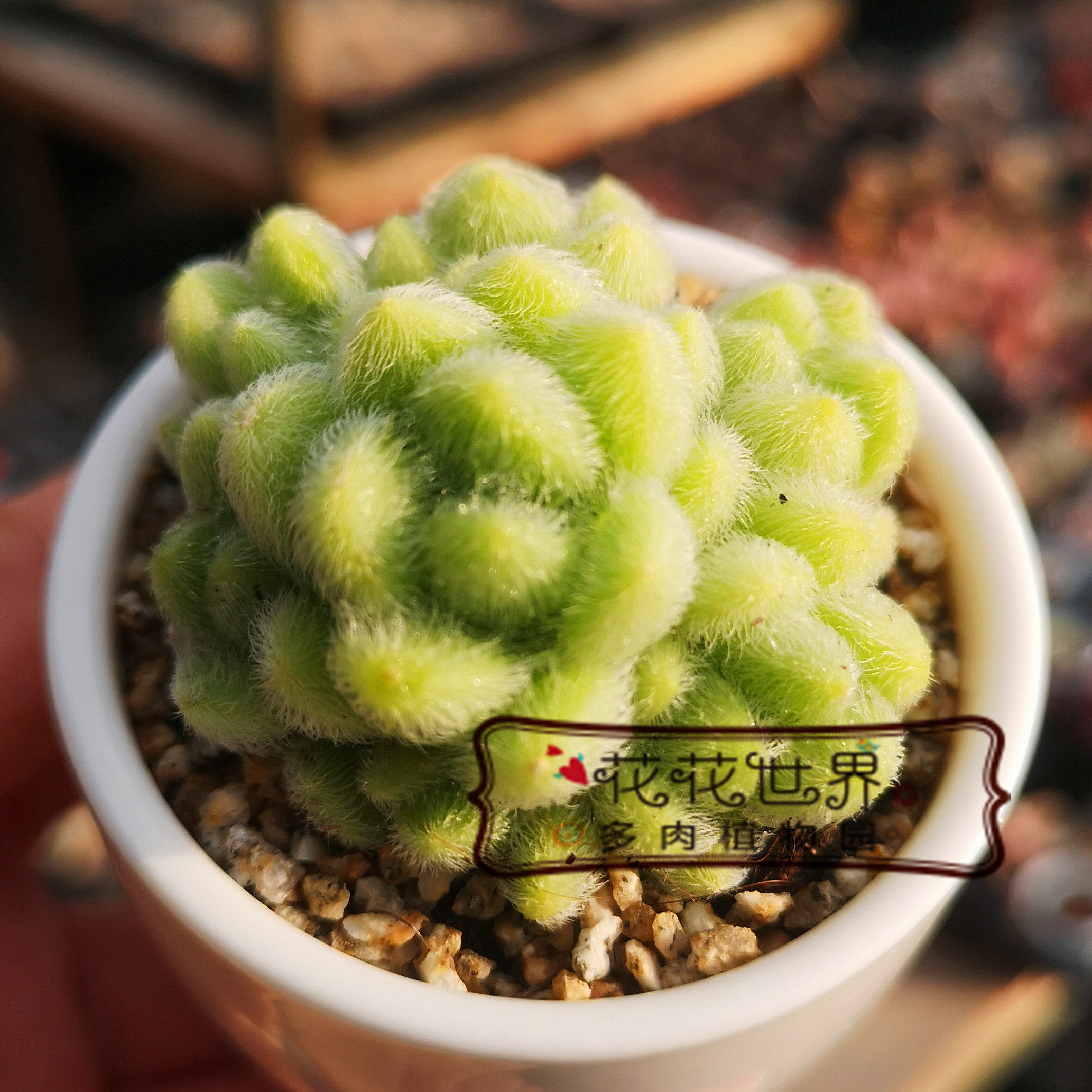 信东尼群生多头多肉植物毛绒绒新手多肉 办公室桌面绿植花花世界