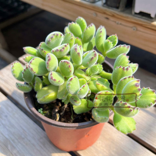 花花世界多肉童子绿熊群生毛茸茸