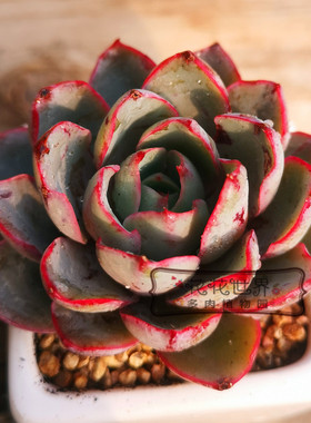 花花世界多肉 赫拉红色薄叶新手推荐窗台阳台桌面盆栽组合