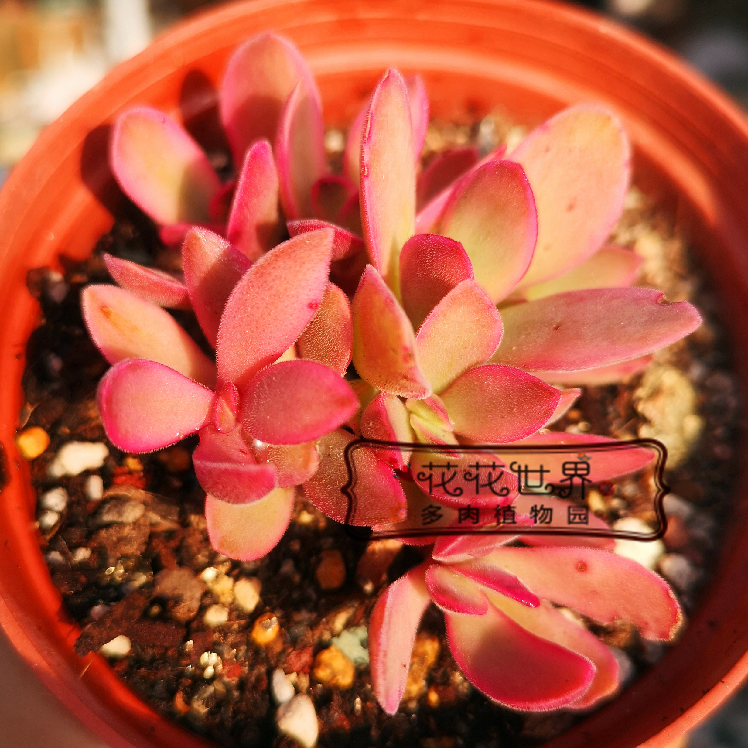 花花世界多肉 朝霞锦 新品多肉小贵货群生 多肉植物 大群实拍