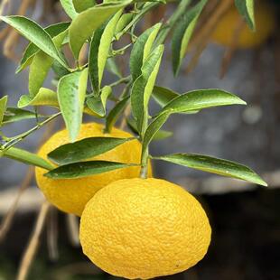 正宗玉环椿香橘青柑橘纯甜无酸春香柚黄金贡柚当季新鲜水果不上火