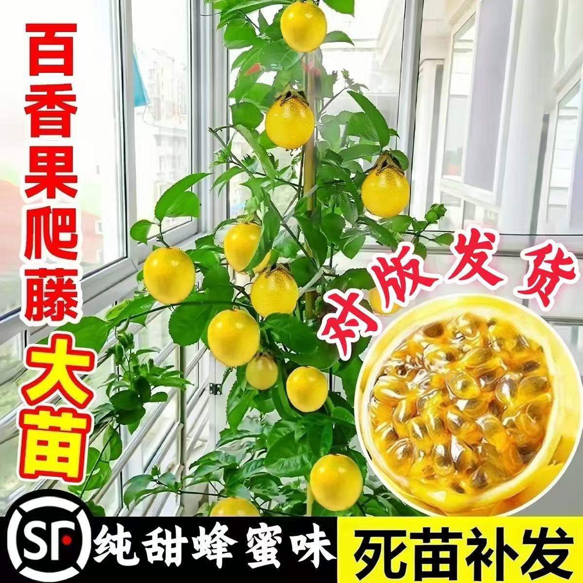 百香果树果苗黄金果9号爬藤图片