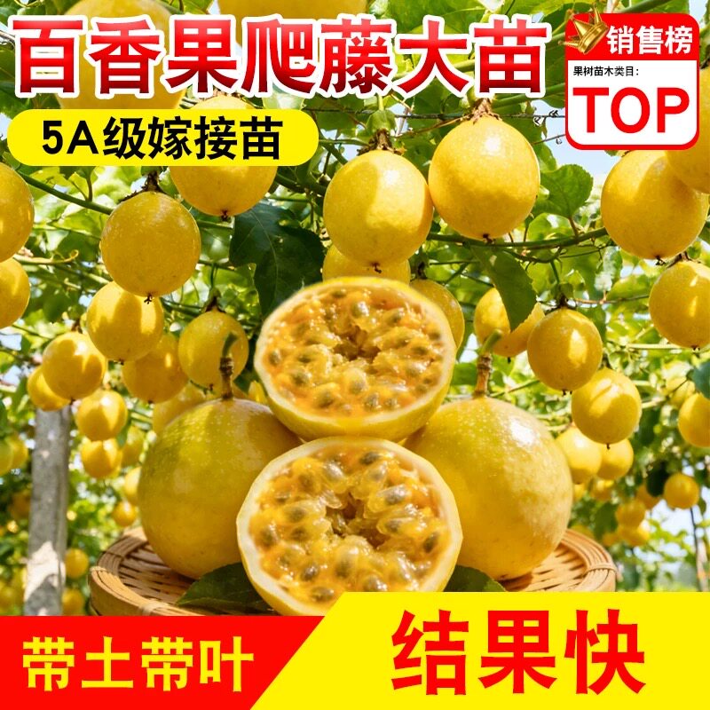 超甜九号百香果苗嫁接苗爬藤庭院超甜四季结果盆栽地栽带土带叶