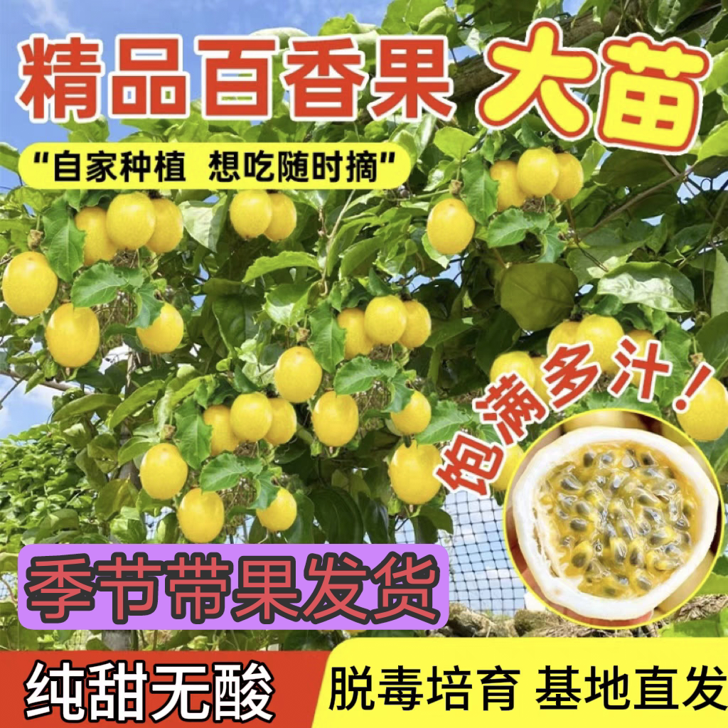 大苗纯甜9号黄金百香果嫁接苗