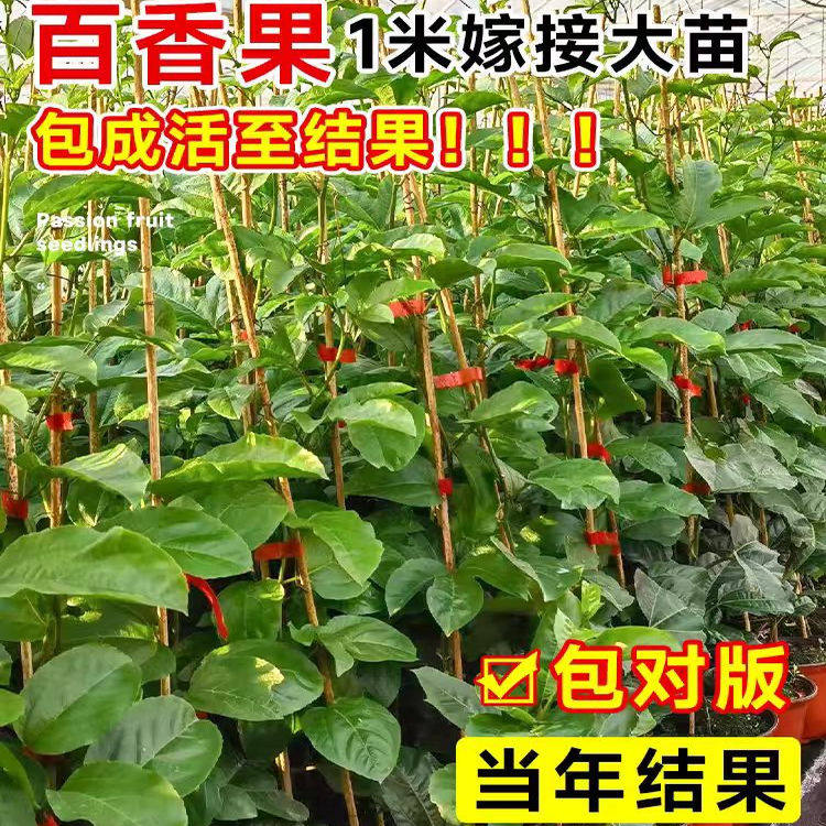 纯甜百香果钦蜜9号黄金百香果图片