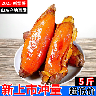 山东烟薯25号蜜薯糖心红薯新鲜地瓜现挖沙地番薯山芋农科院烤红薯