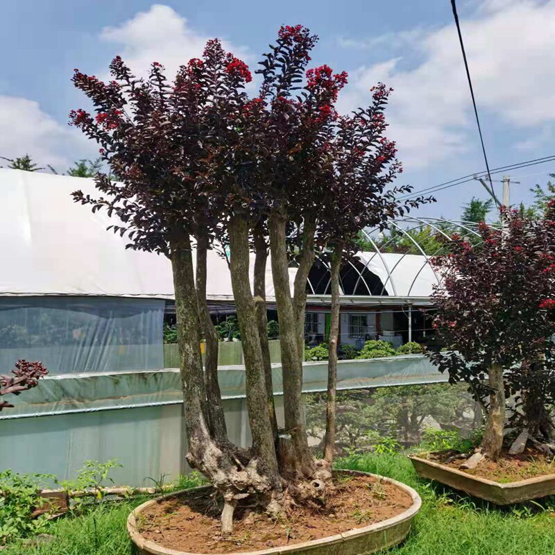 丛生紫薇树苗庭院种植大型紫薇花盆栽美国红火箭绿化风景树苗耐寒