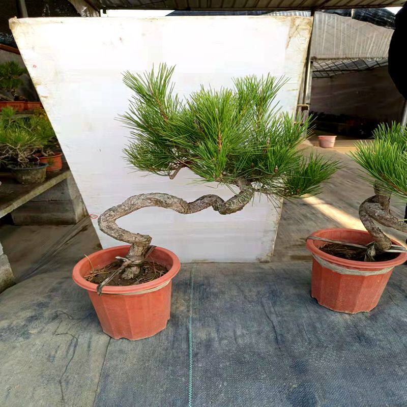 黑松真柏素材老桩盆栽迎客松盆景黑松园艺地景造型文人产地直销