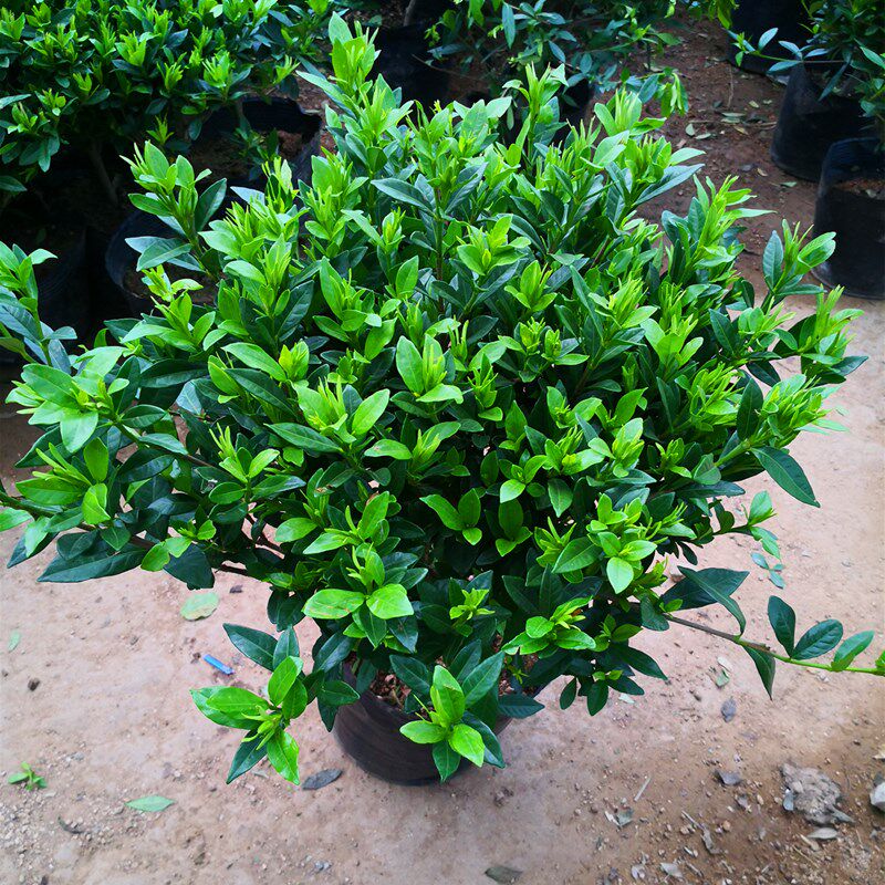 小叶雀舌栀子花小苗四季可种栀子花庭院阳台花卉美观工程绿化可用