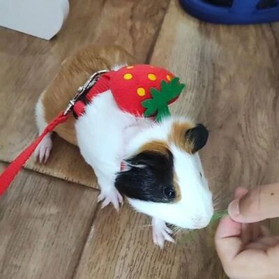 Walking Bunny Guinea Pig Harness for Small Animals Cute Pet