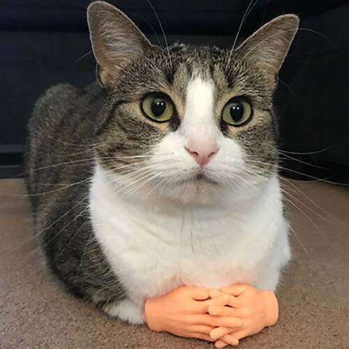 Cat fun toy Small gloves Cat finger Sleeve mini hand model s