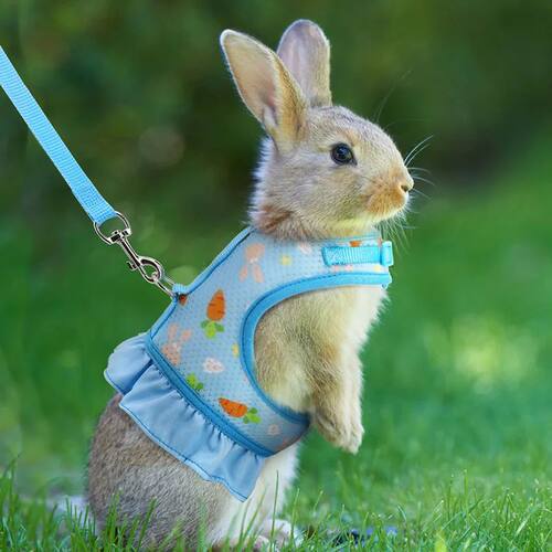 Rabbit Harness with Leash Cute Adjustable Buckle Breathable