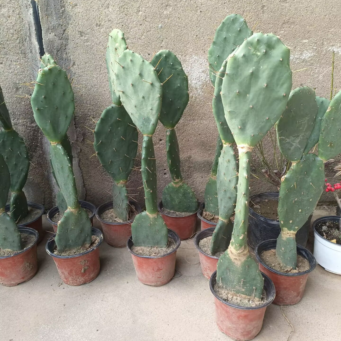 三层黄大刺仙人掌嫁接专用盆栽