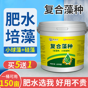 复合藻种水产养殖低温肥水培藻硅藻种绿藻鱼虾蟹塘水产小球藻藻种
