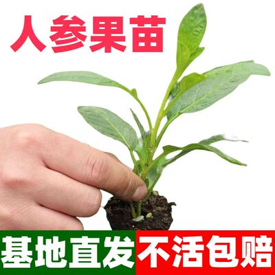 人参果苗南北方四季阳台盆地栽人生树果高产秧水果种籽子当年结果