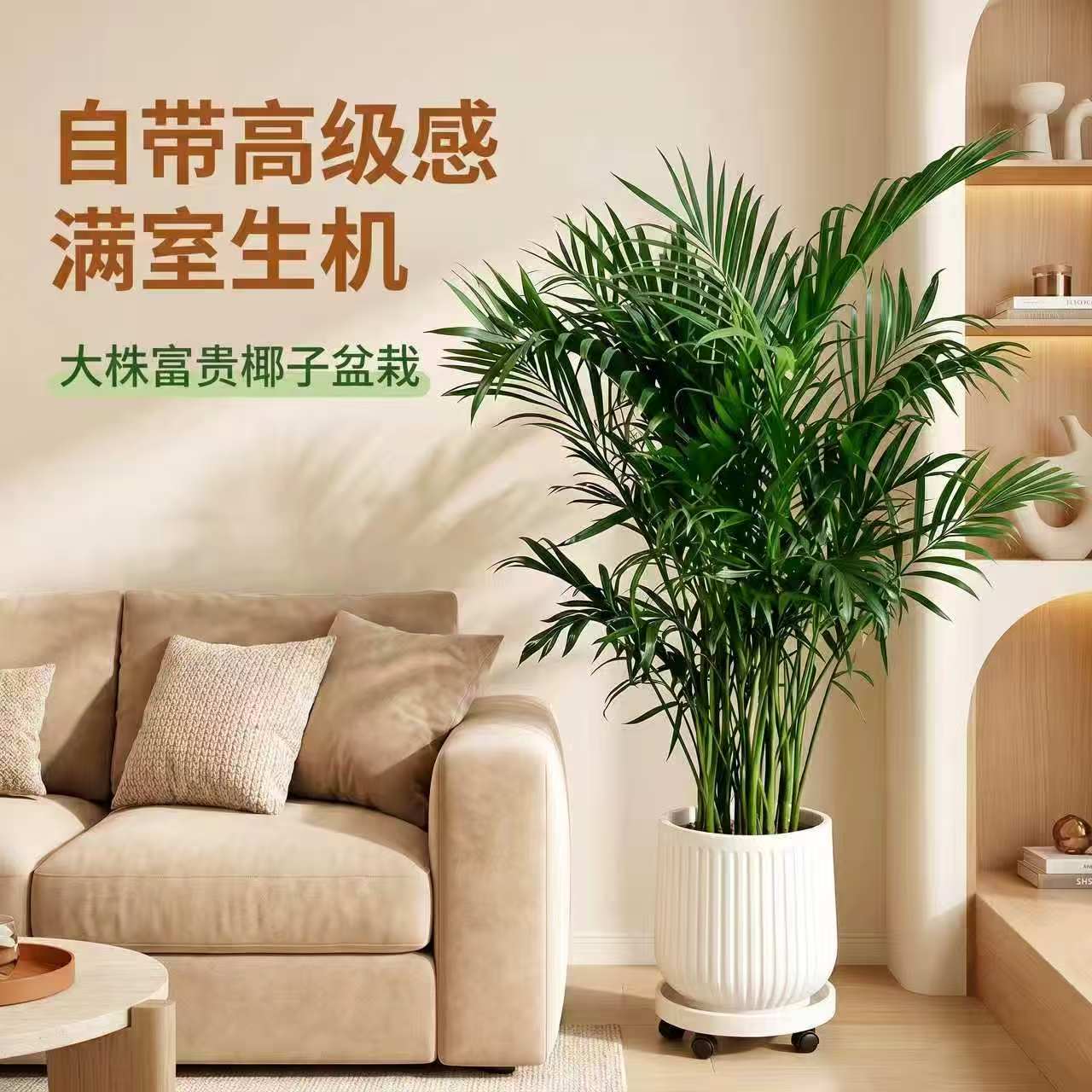 富贵椰子盆栽室内客厅绿植新手易养净化空气加湿大型落地观叶植物图片