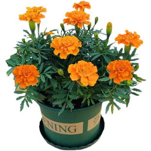 孔雀草菊花万寿菊盆栽阳台庭院工程绿化好养易种陆续开花花卉绿植