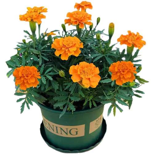 万寿菊盆栽带花苞孔雀菊花苗