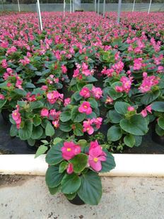 四季海棠盆栽秋海棠室内外庭院阳台花卉带花发货多年生开花绿植包