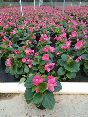 四季海棠盆栽秋海棠室内外庭院阳台花卉带花发货多年生开花绿植包