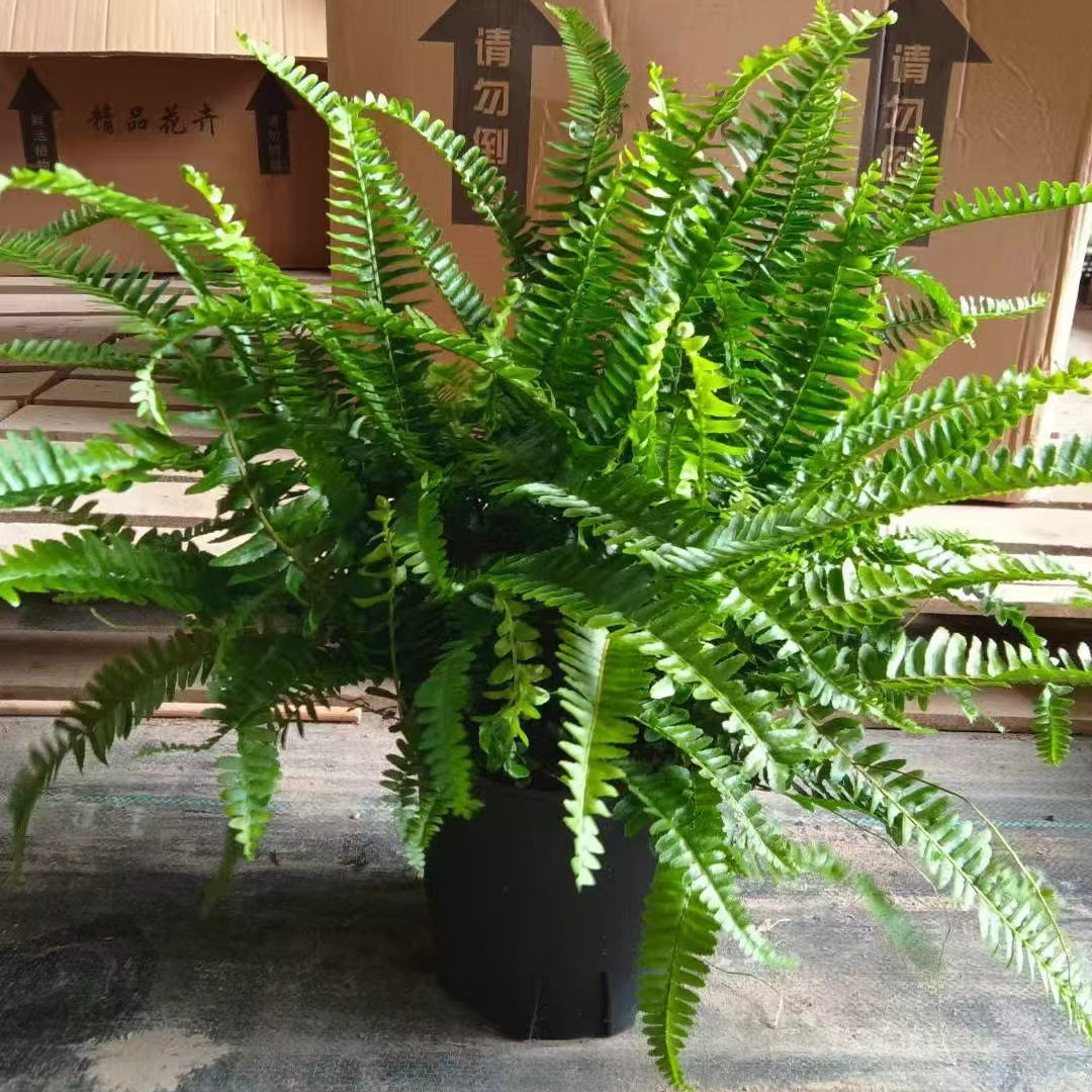 肾蕨盆栽多年生耐寒室外观叶绿植净化空气花园植物蕨类阳台花园,鲜花速递/花卉仿真/绿植园艺,绿植,淘宝优惠券,粉丝福利购,淘宝优惠卷