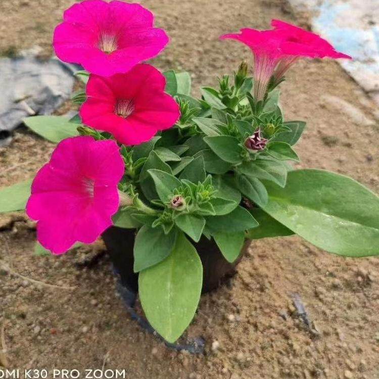 矮牵牛盆栽阳台庭院花卉陆续开花