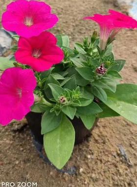 矮牵牛盆栽喇叭花花苗带花带花苞阳台庭院地栽室外易活好养花卉